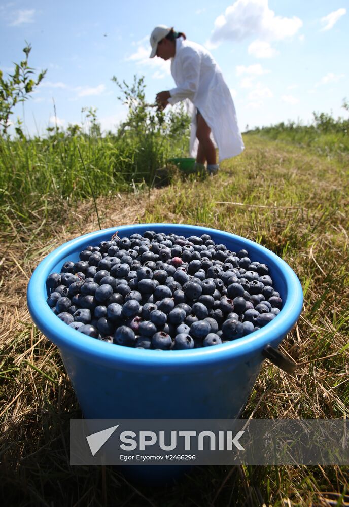 Collecting blueberries in the fields of Brest region of Belarus