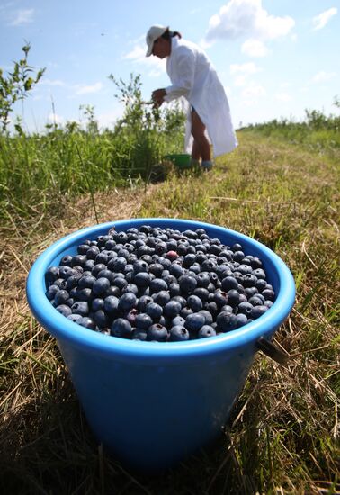Collecting blueberries in the fields of Brest region of Belarus