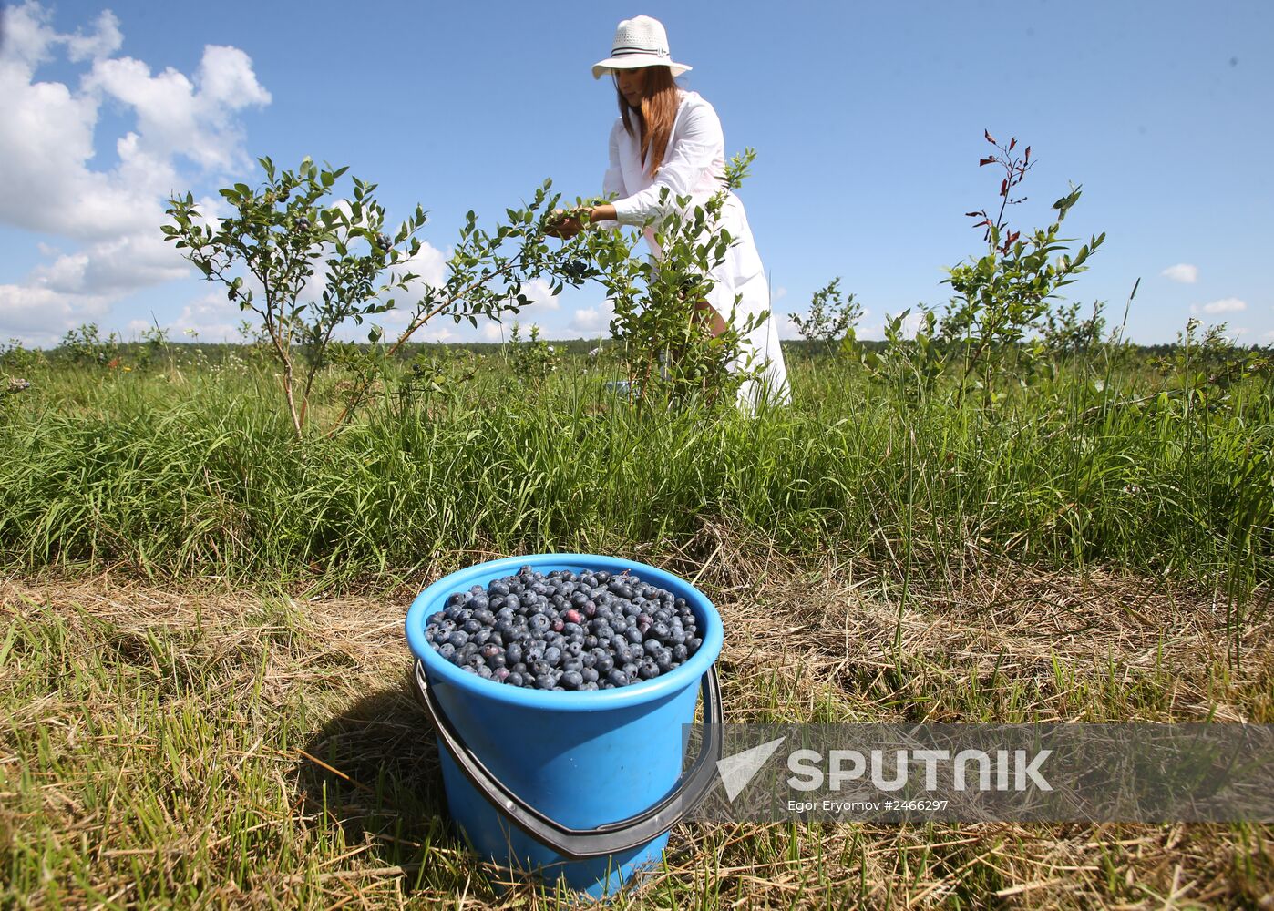 Collecting blueberries in the fields of Brest region of Belarus