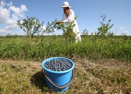 Collecting blueberries in the fields of Brest region of Belarus