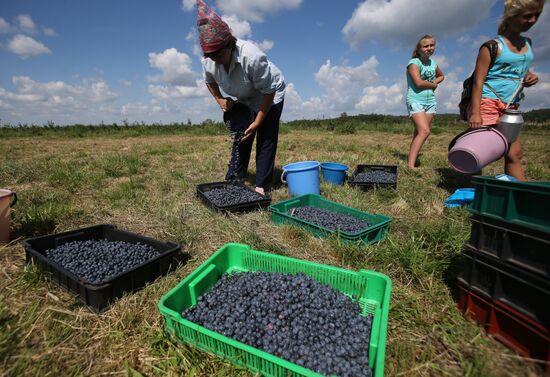 Collecting blueberries in the fields of Brest region of Belarus