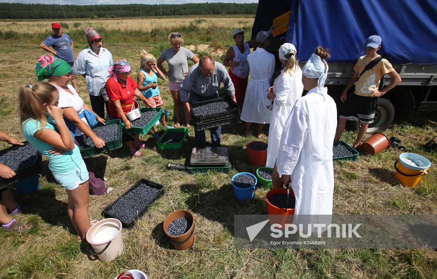 Collecting blueberries in the fields of Brest region of Belarus