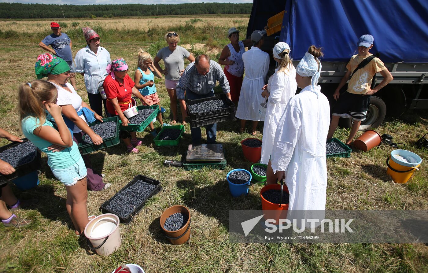 Collecting blueberries in the fields of Brest region of Belarus