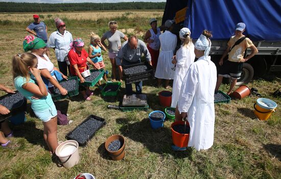 Collecting blueberries in the fields of Brest region of Belarus
