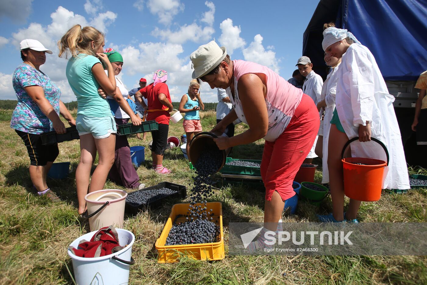 Collecting blueberries in the fields of Brest region of Belarus