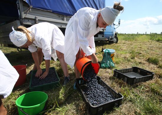 Collecting blueberries in the fields of Brest region of Belarus