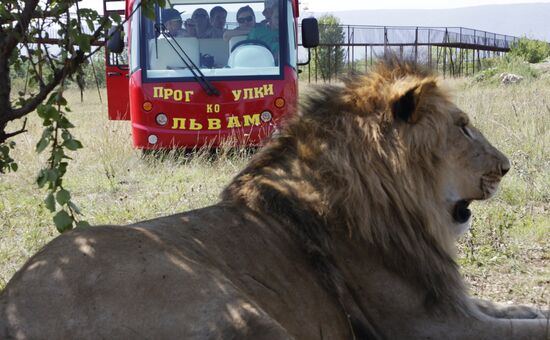 Taigan lion park in Crimea