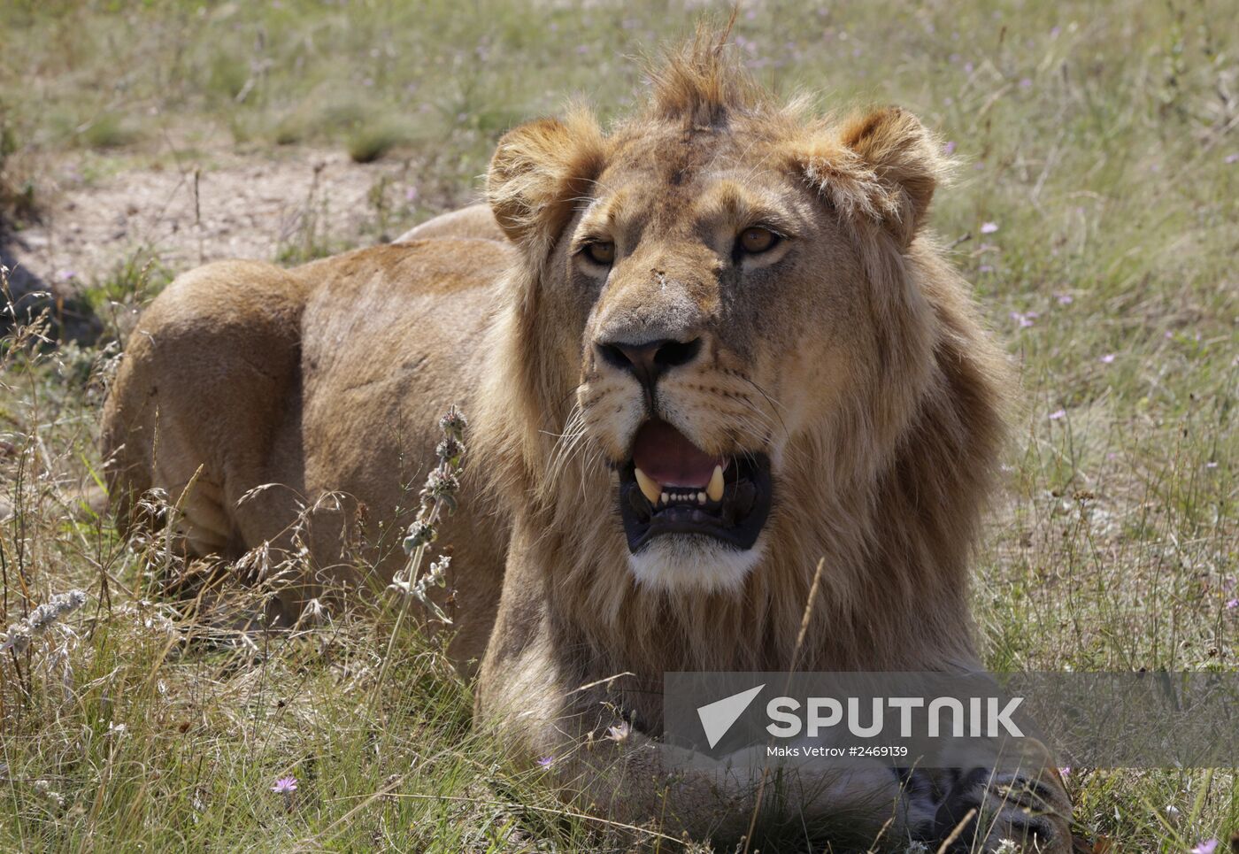 Taigan lion park in Crimea