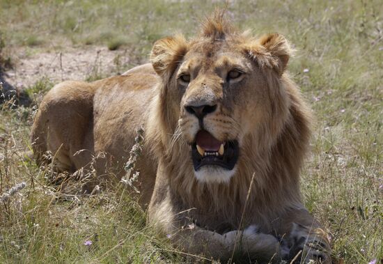 Taigan lion park in Crimea