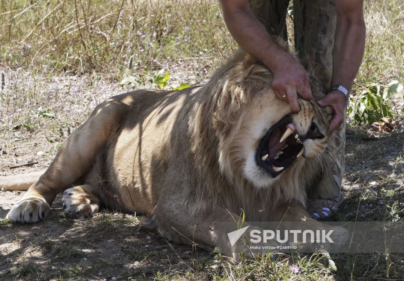 Taigan lion park in Crimea