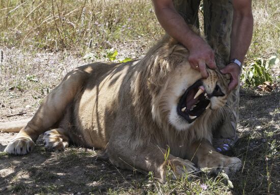 Taigan lion park in Crimea