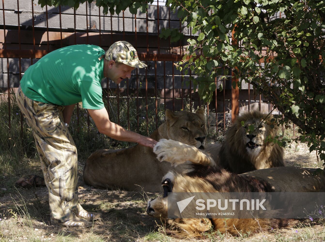 Taigan lion park in Crimea