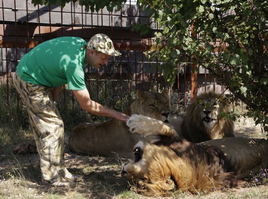 Taigan lion park in Crimea