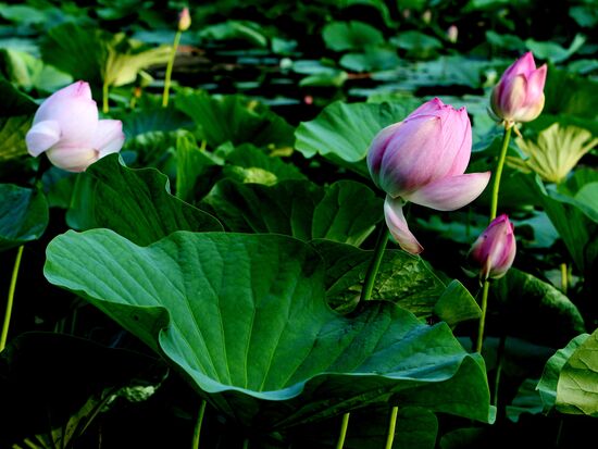 Lotuses bloom in Primorye Territory