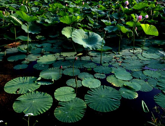 Lotuses bloom in Primorye Territory