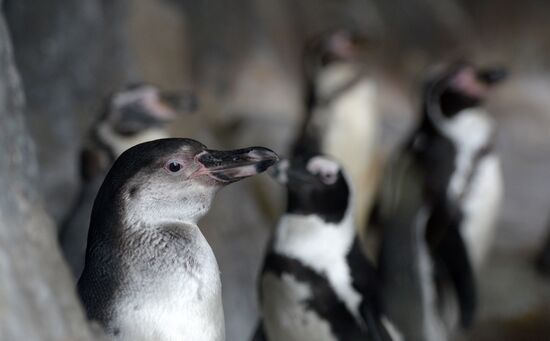 Moscow Zoo's 150th anniversary