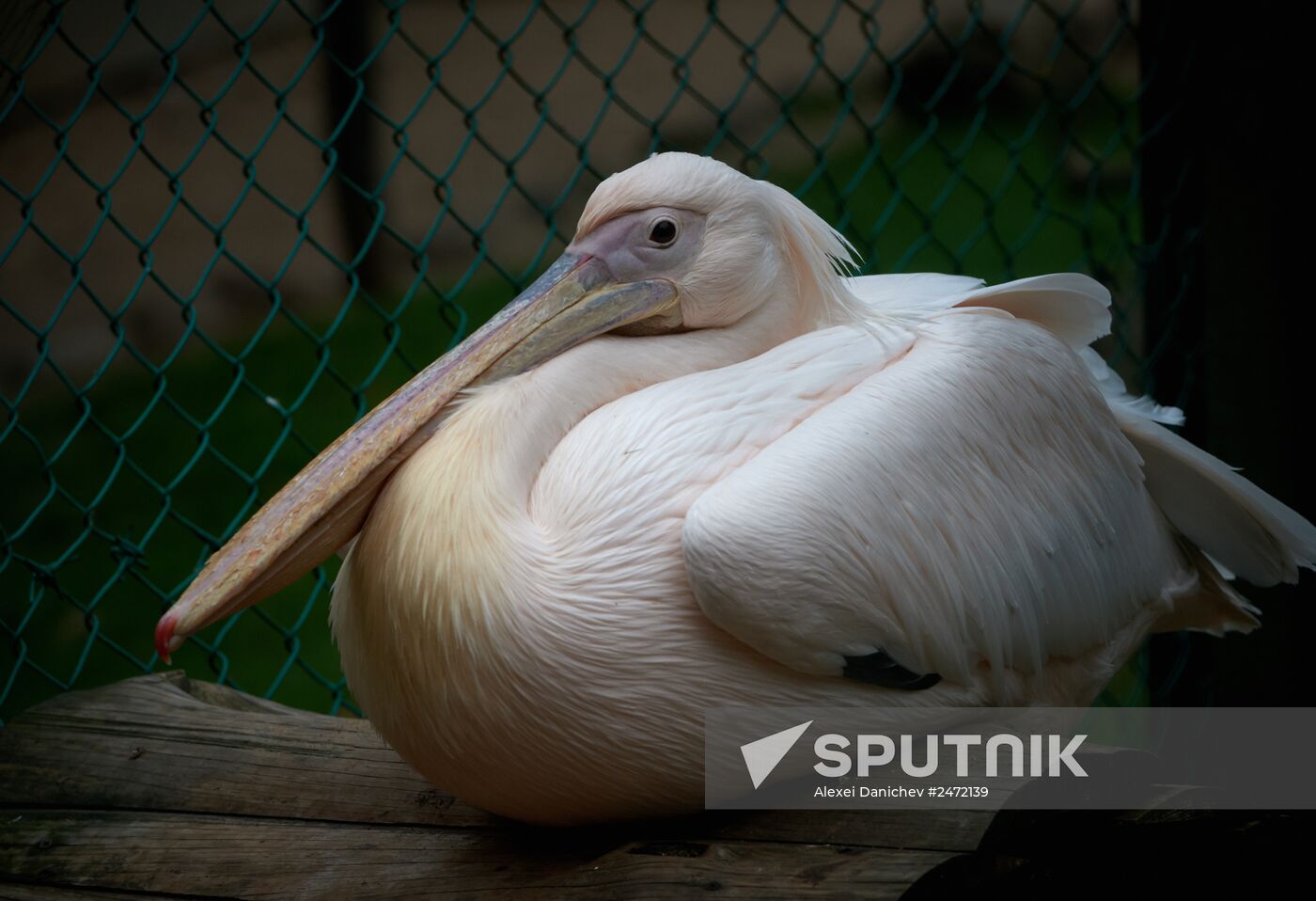 Private ornithological nursery in Pskov region