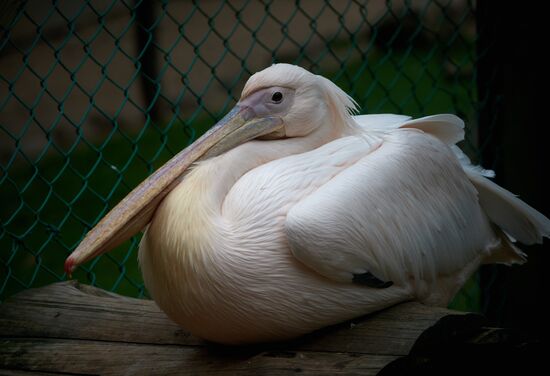 Private ornithological nursery in Pskov region