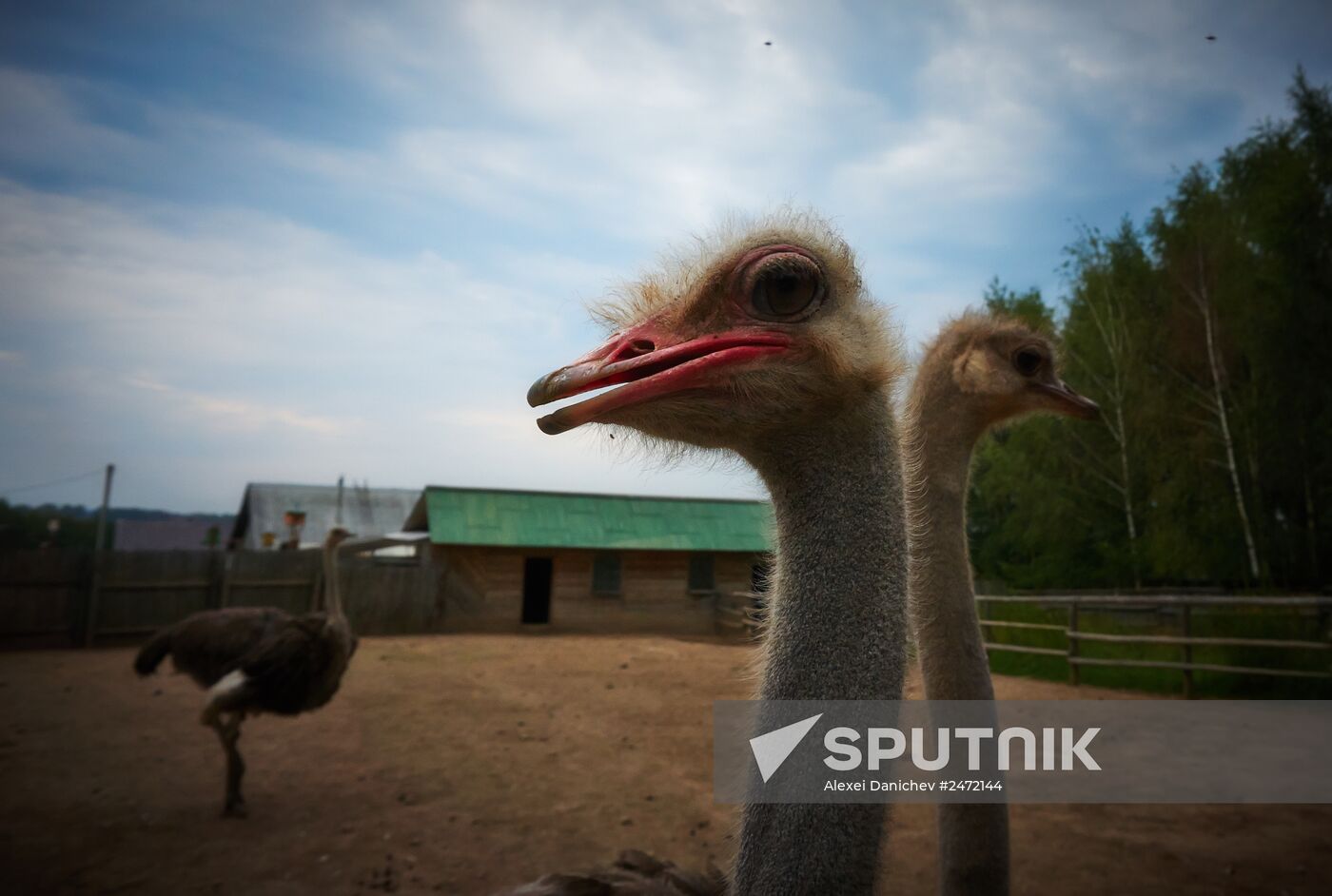 Private ornithological nursery in Pskov region