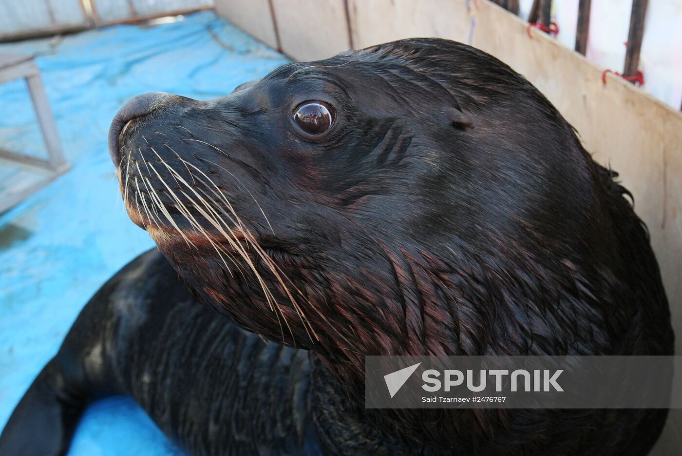 Sea lion born during Moscow circus tour