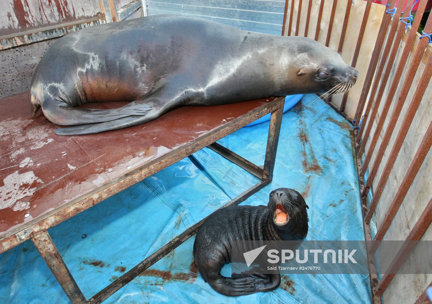 Sea lion born during Moscow circus tour