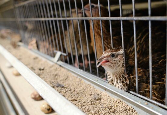 Quail meat processing plant