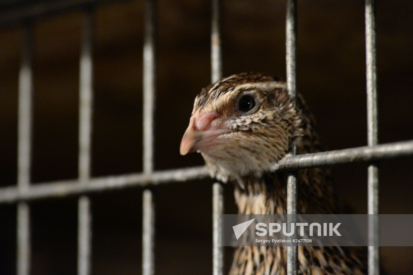 Quail meat processing plant