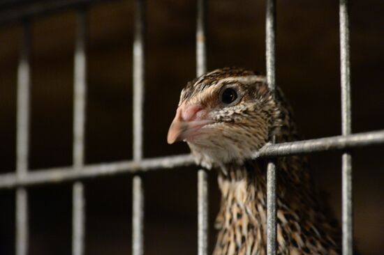 Quail meat processing plant