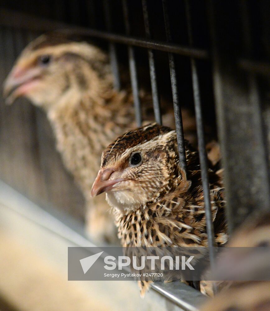 Quail meat processing plant