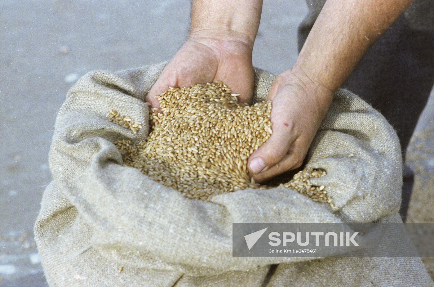 Spring wheat