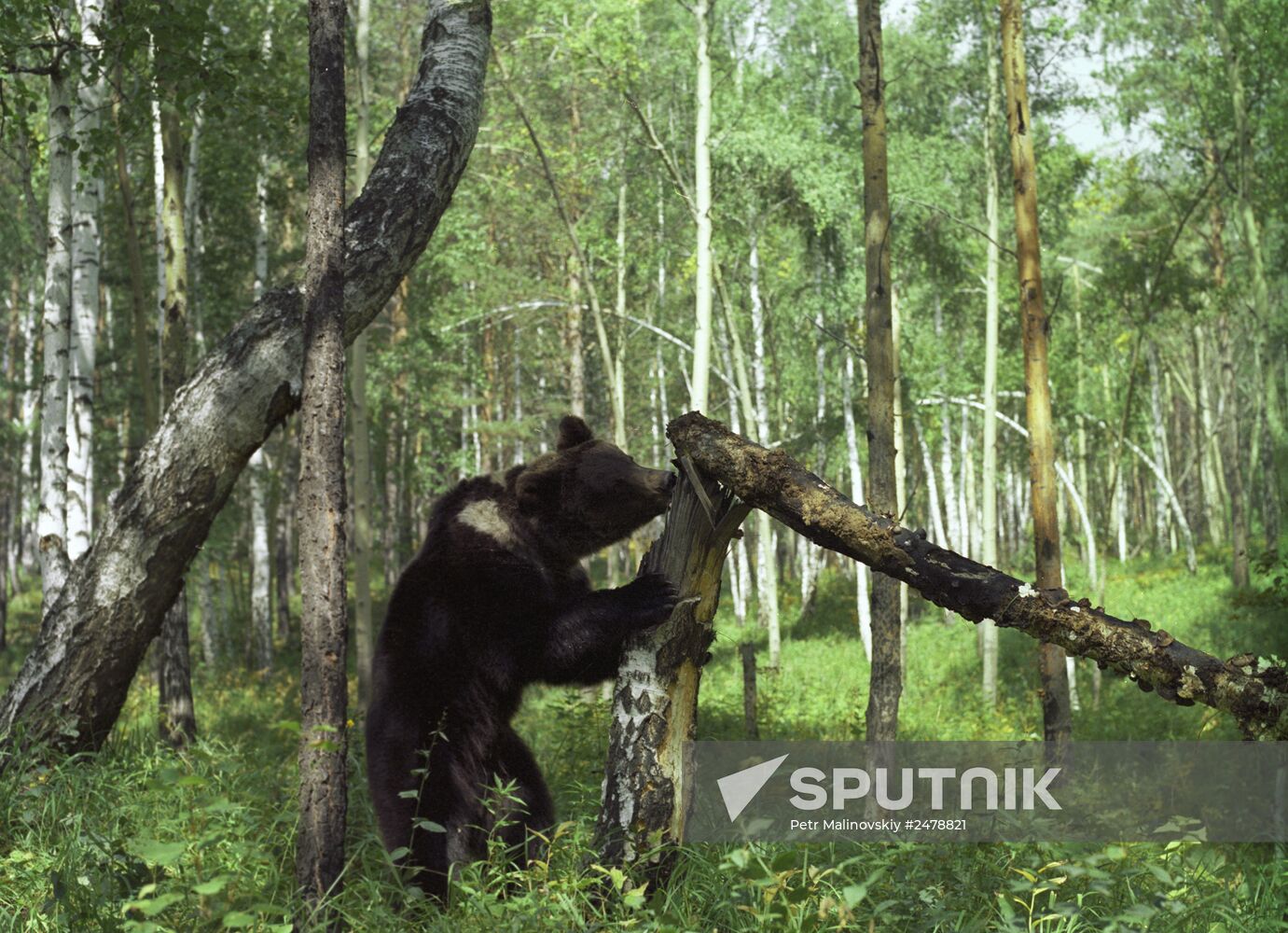 A brown bear in the Siberian taiga