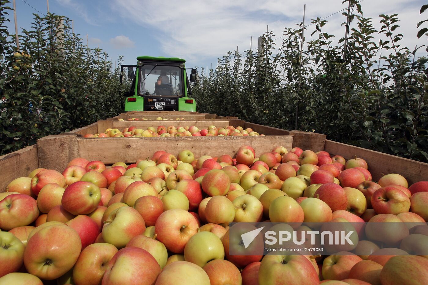 Picking apples in Simferopol