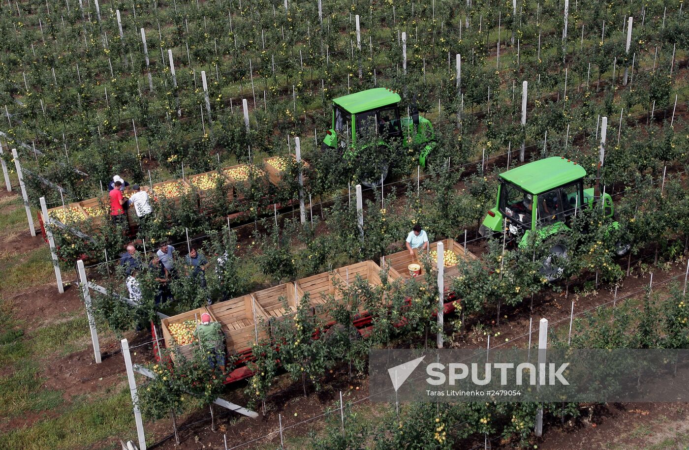 Picking apples in Simferopol