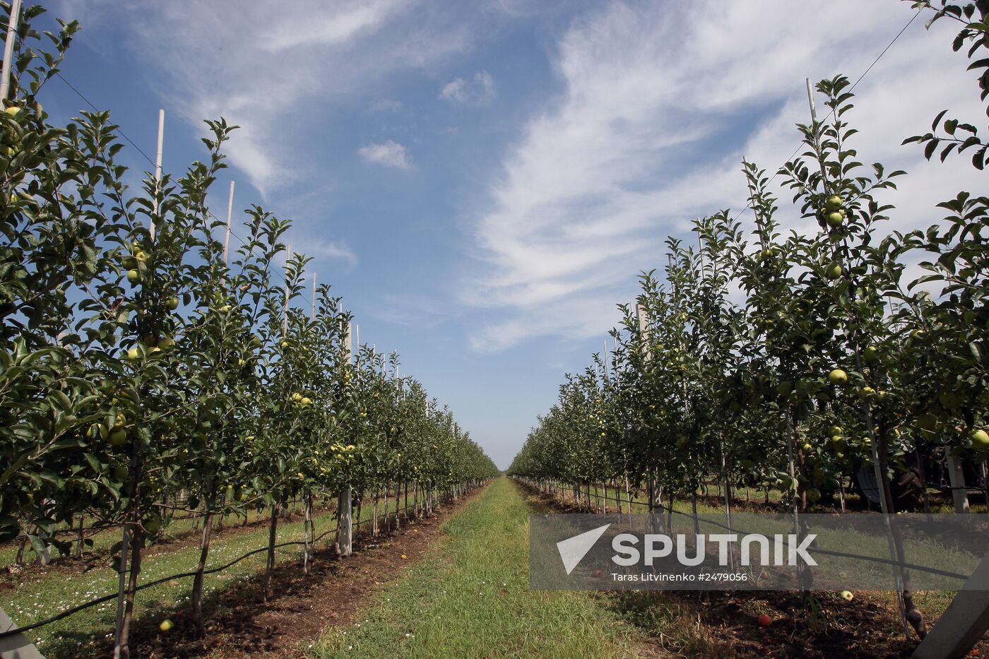 Picking apples in Simferopol