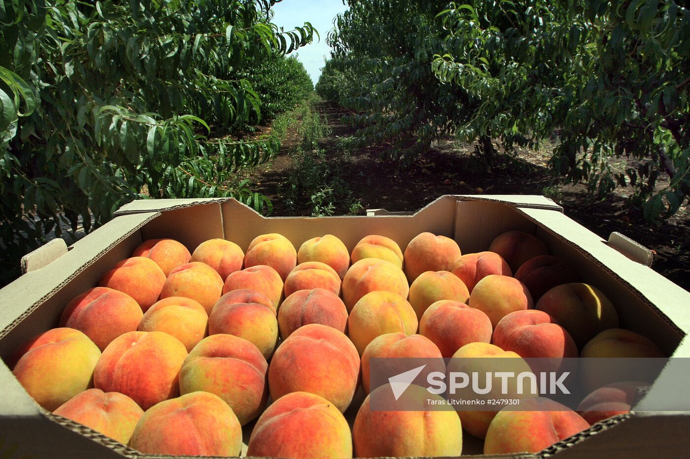 Picking peaches in Simferopol