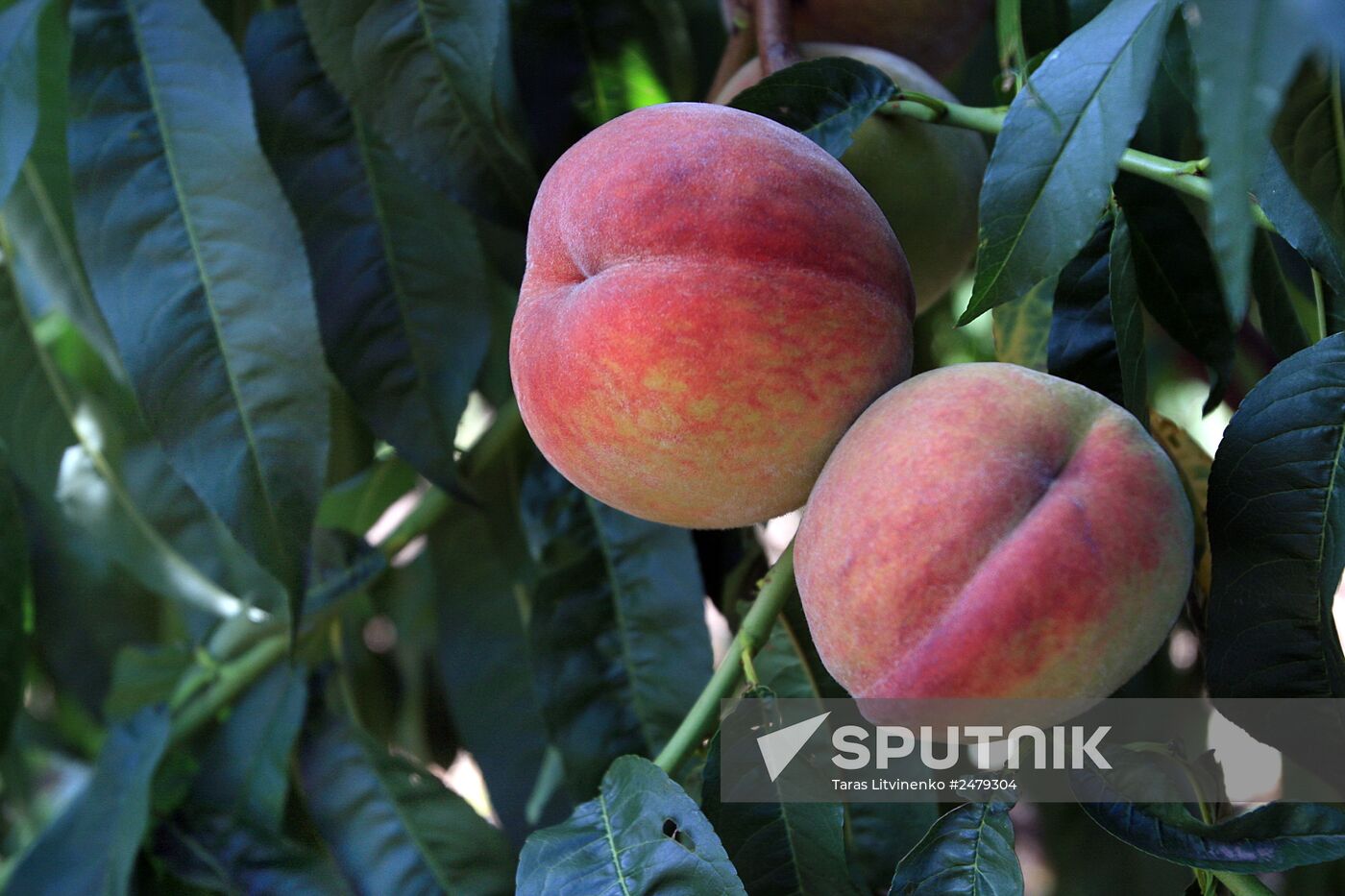 Picking peaches in Simferopol