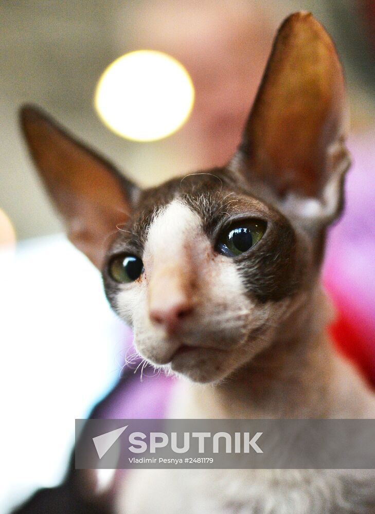 InfoKot 2014 International Cat Show