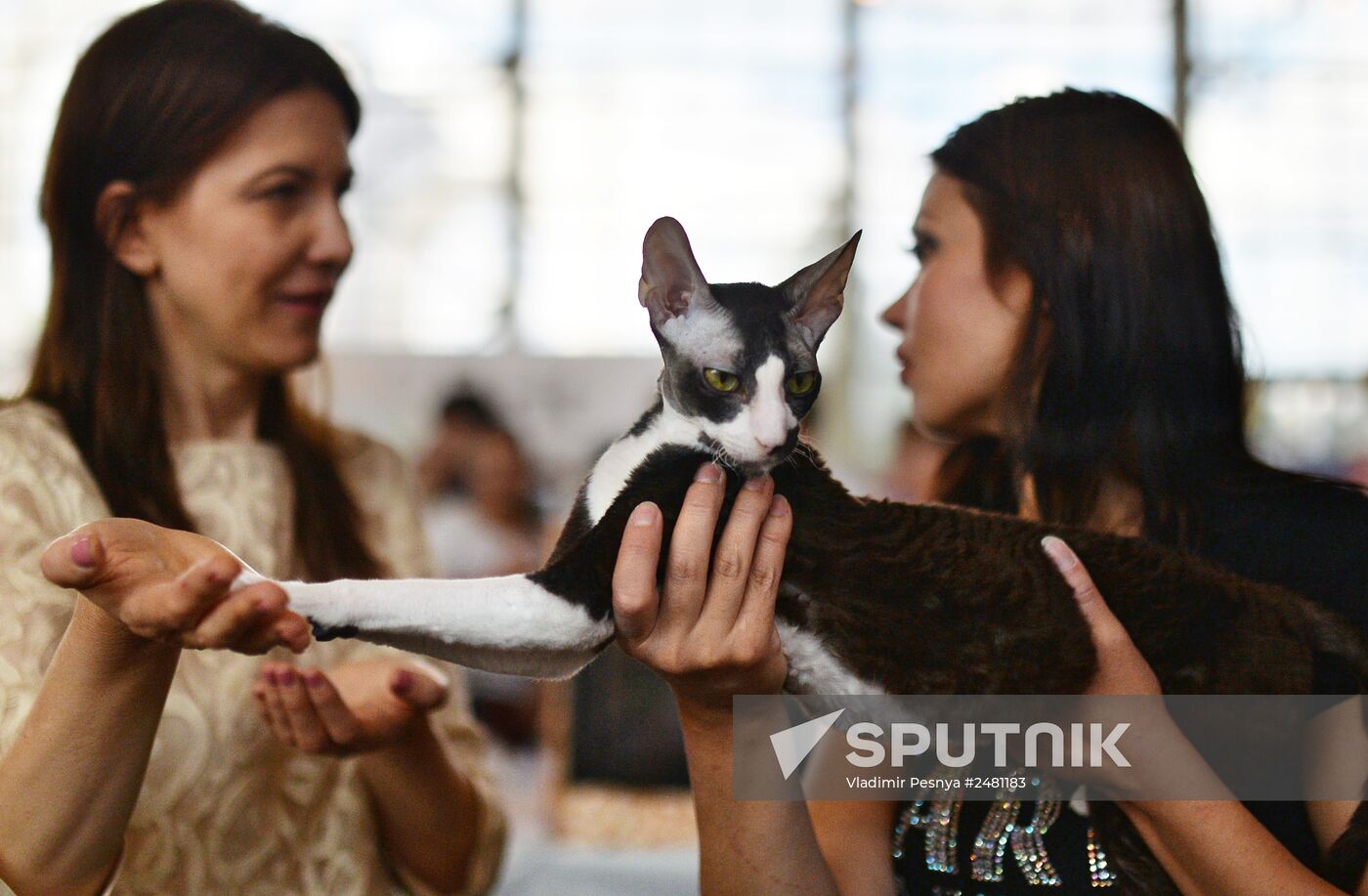 InfoKot 2014 International Cat Show