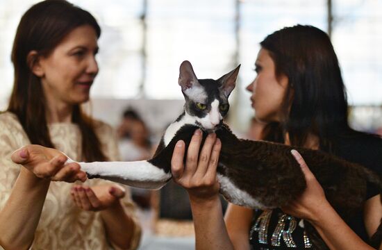 InfoKot 2014 International Cat Show