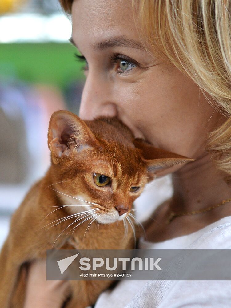 InfoKot 2014 International Cat Show