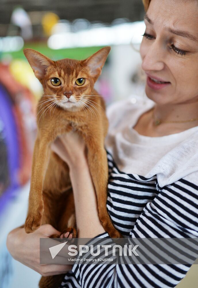 InfoKot 2014 International Cat Show