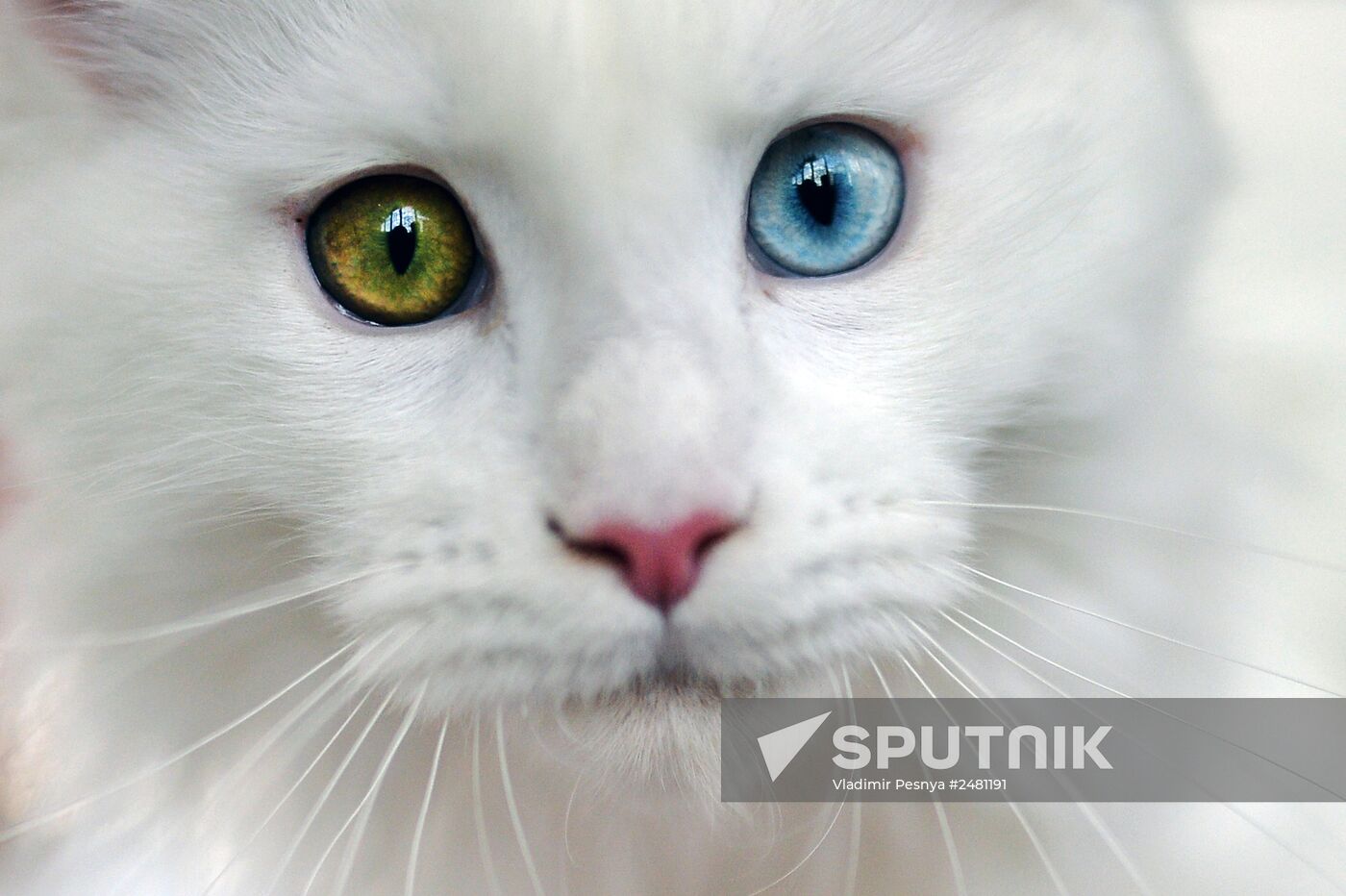 InfoKot 2014 International Cat Show