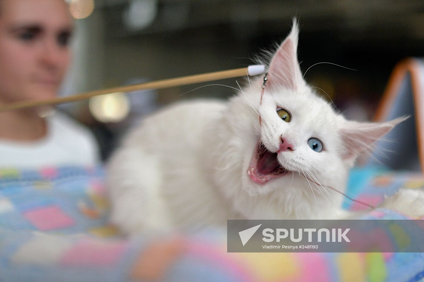 InfoKot 2014 International Cat Show