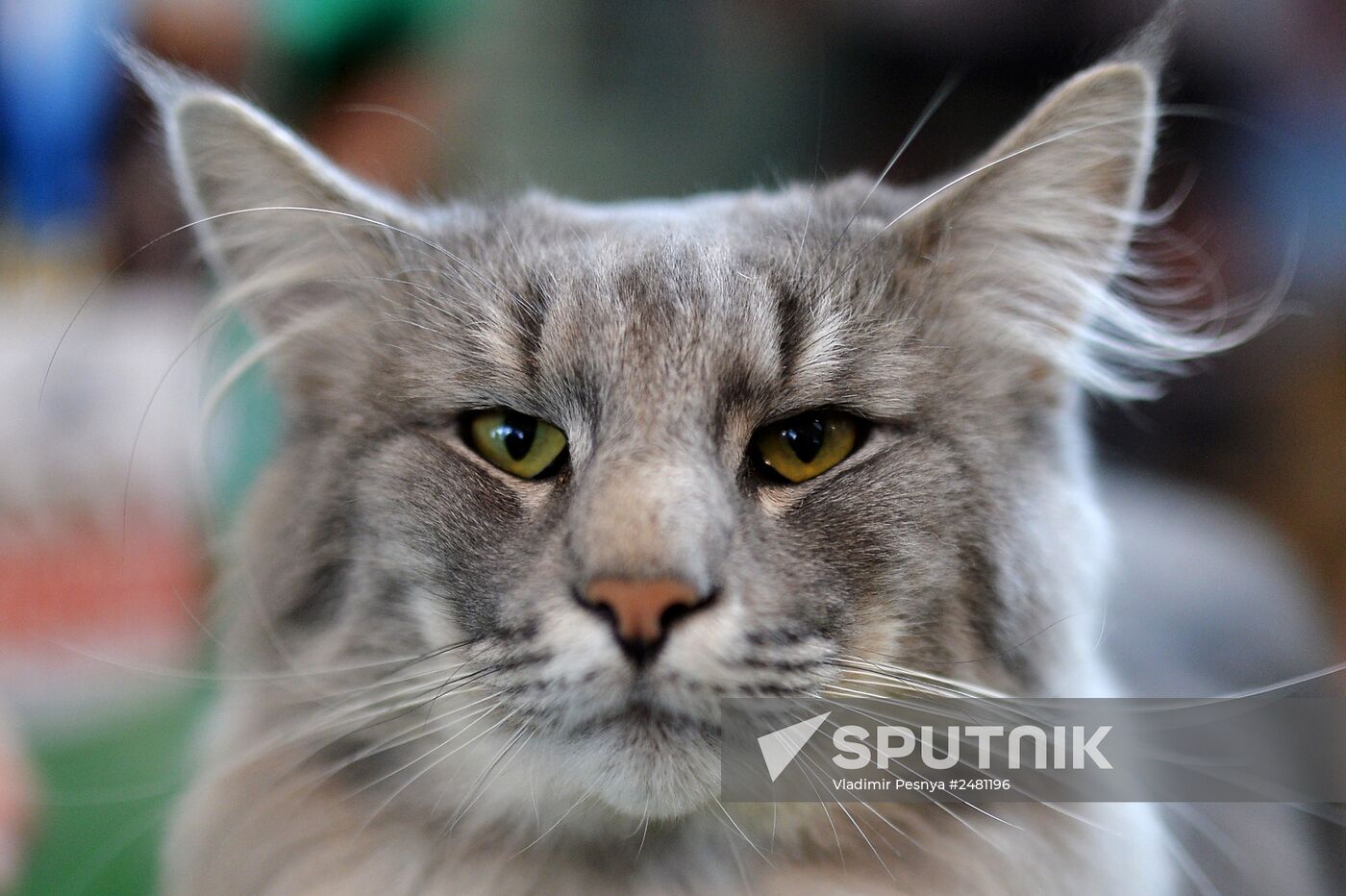 InfoKot 2014 International Cat Show