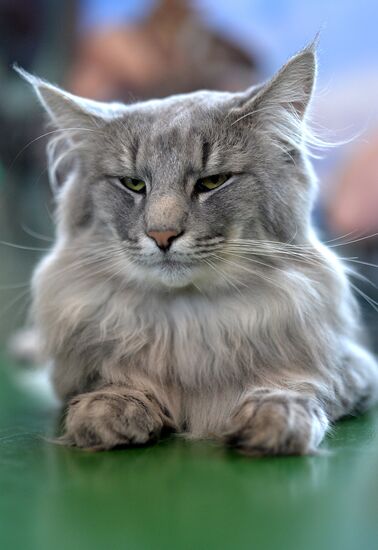 InfoKot 2014 International Cat Show