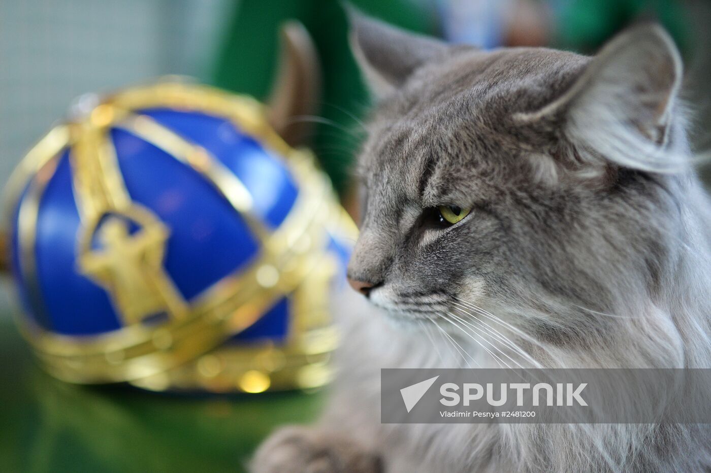 InfoKot 2014 International Cat Show