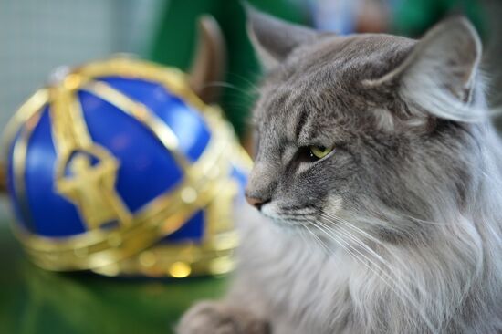 InfoKot 2014 International Cat Show
