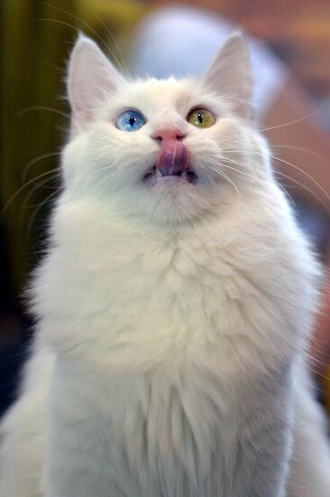 InfoKot 2014 International Cat Show