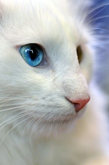 InfoKot 2014 International Cat Show