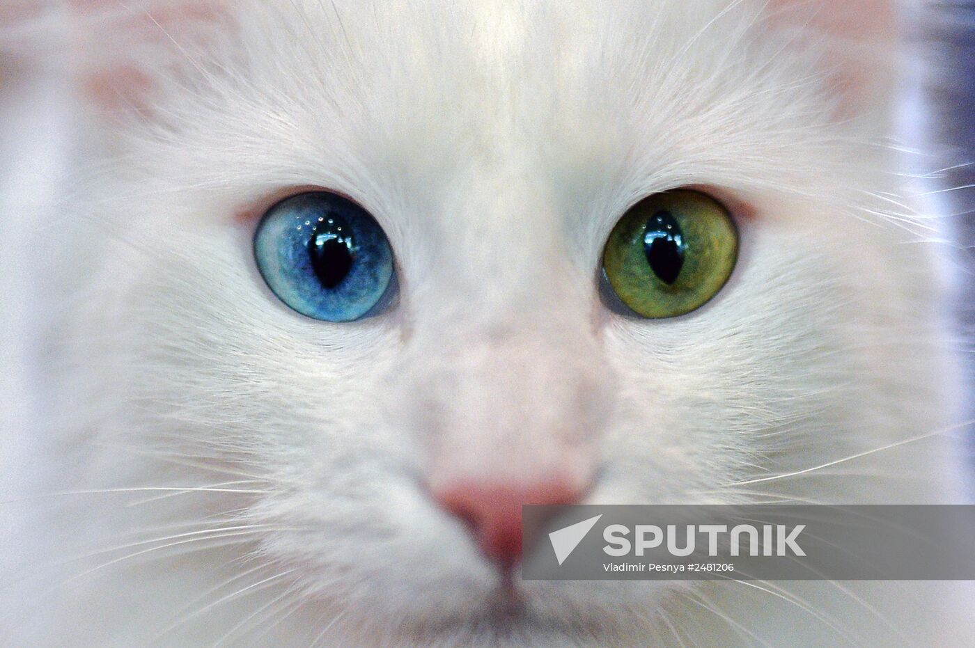 InfoKot 2014 International Cat Show